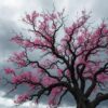 Ancient Cherry Tree