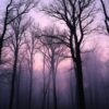 Trees Calm Twilight Forest